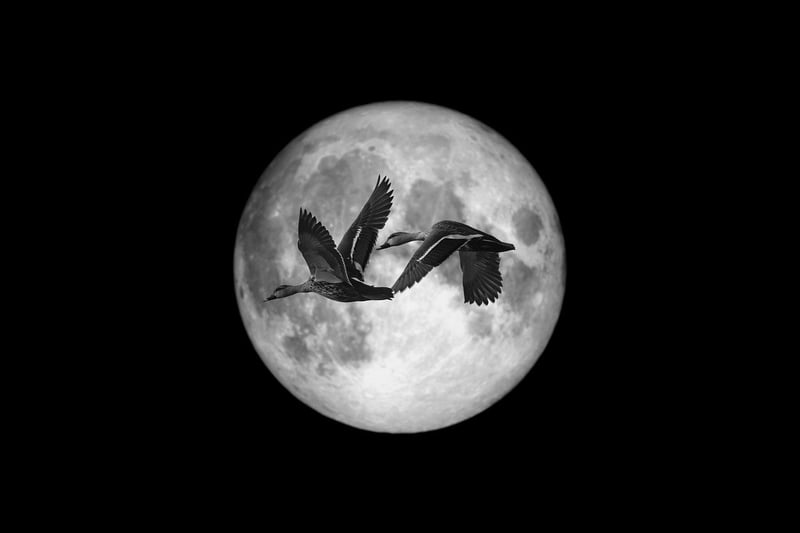 Moonlit Accents